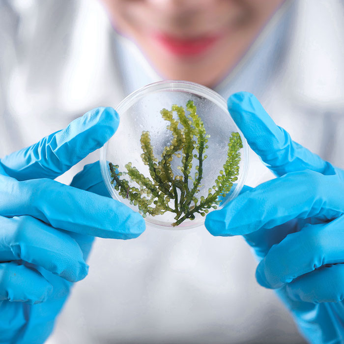 Hygiene hypothesis 2_RS kopie