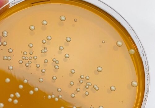 Foto 6-06-2021 10 33 34 kopie